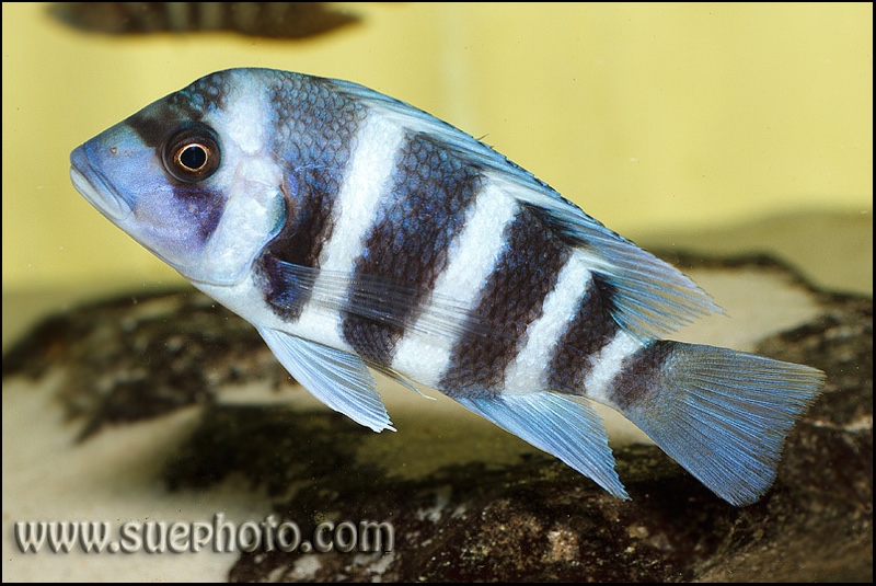 Cyphotilapia gibberosa 'Mtoto'
